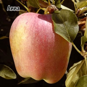 Anna Apple | DWN Variety Finder